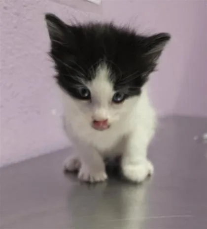 A baby small-sized male Domestic Short Hair cat named Figaro for adoption in El Paso, TX