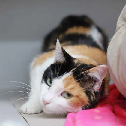 An adult small-sized female White Domestic Short Hair cat named Eliza for adoption in Atlanta, GA