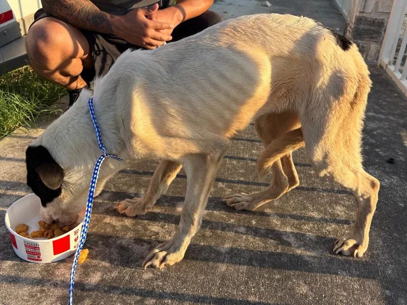 A young medium-sized male Mixed Breed dog named Kfc for adoption in Lockhart, TX