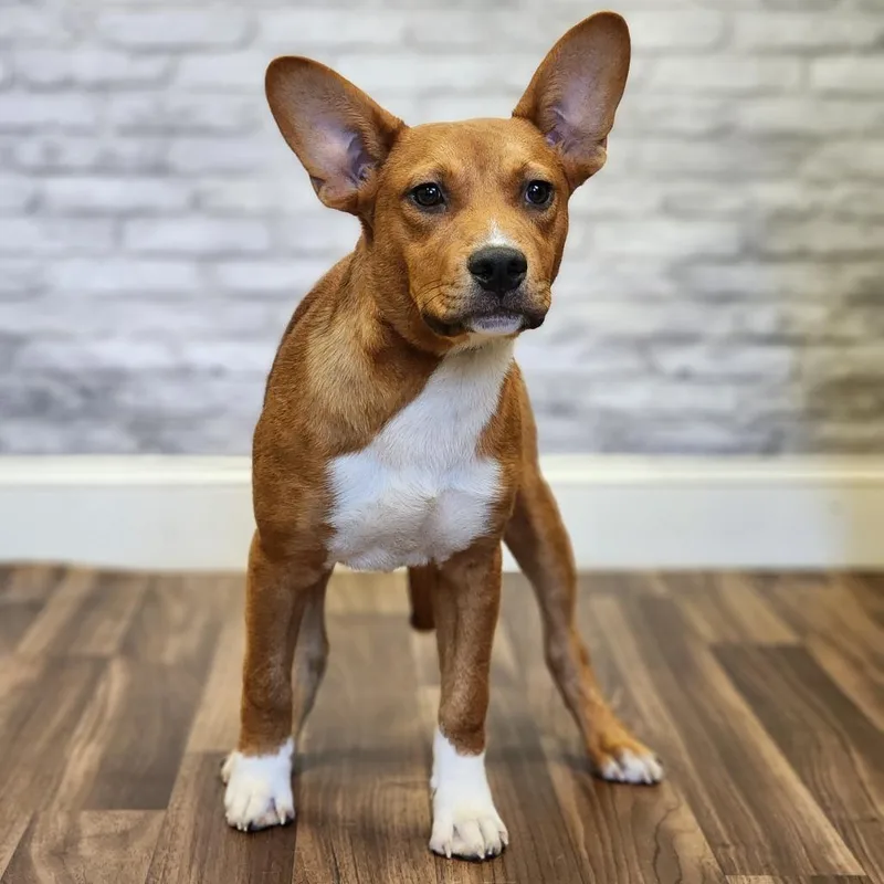 A young medium-sized male Yellow / Tan / Blond / Fawn Mixed Breed dog named Copper for adoption in Montgomery, AL