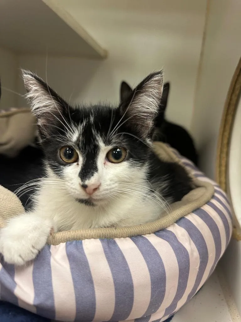 A baby small-sized female Domestic Short Hair cat named Shadow for adoption in Johnson City, TN