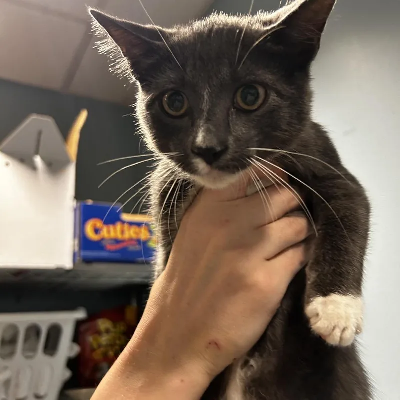 A baby medium-sized male Gray / Blue / Silver Domestic Short Hair cat named Water Chestnut for adoption in Chattanooga, TN