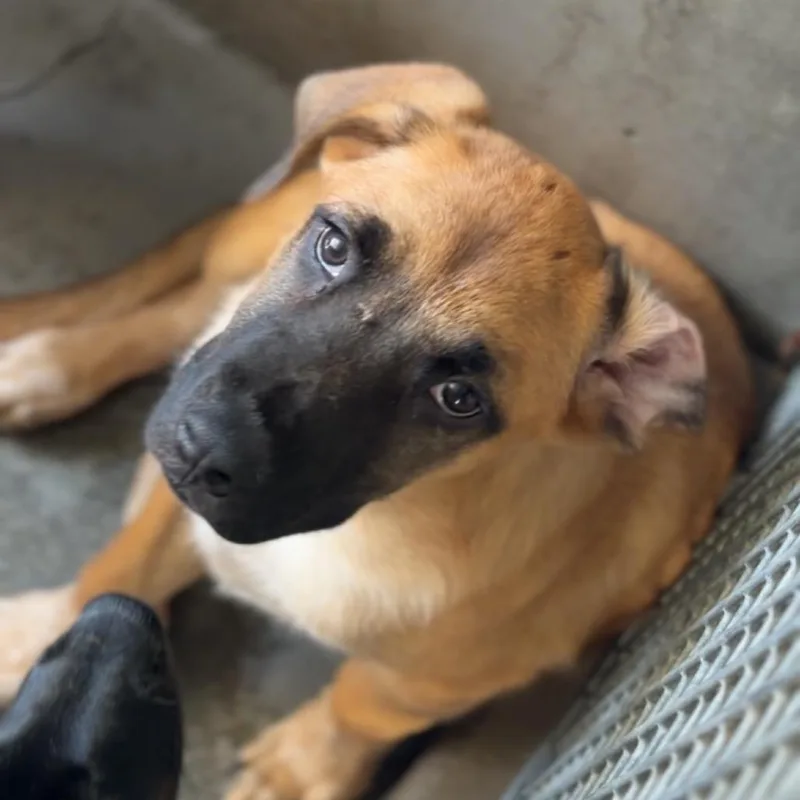 A baby small-sized male Brown / Chocolate German Shepherd Dog dog named Duke A for adoption in Middletown, NY
