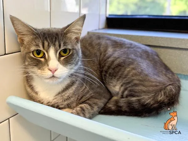 An adult medium-sized female Domestic Short Hair cat named Mother for adoption in Roanoke, VA