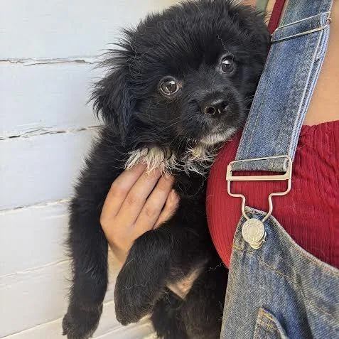 A baby small-sized male Black Pomeranian dog named King Julien for adoption in Sonoma, CA