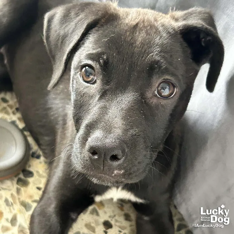A baby large-sized female Retriever dog named Lil Nila for adoption in Washington, DC