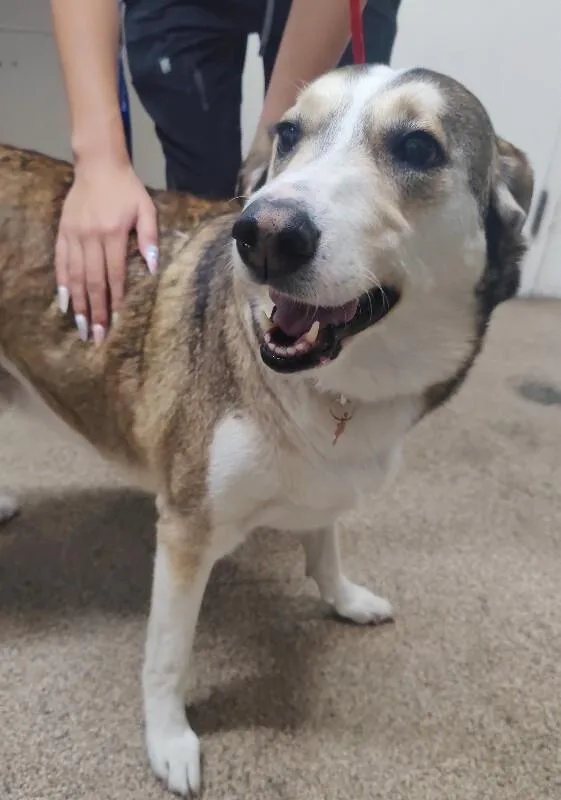 An adult medium-sized female Brown / Chocolate Mixed Breed dog named Molly Mae for adoption in Fruit Heights, UT