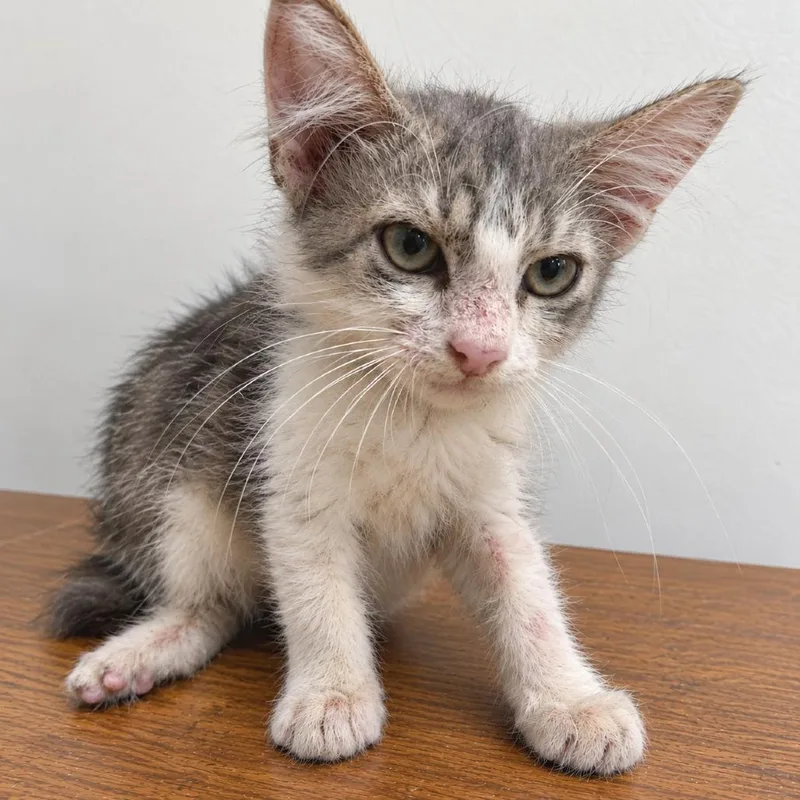 A baby small-sized female Gray / Blue / Silver Domestic Short Hair cat named Tilly for adoption in Austin, TX