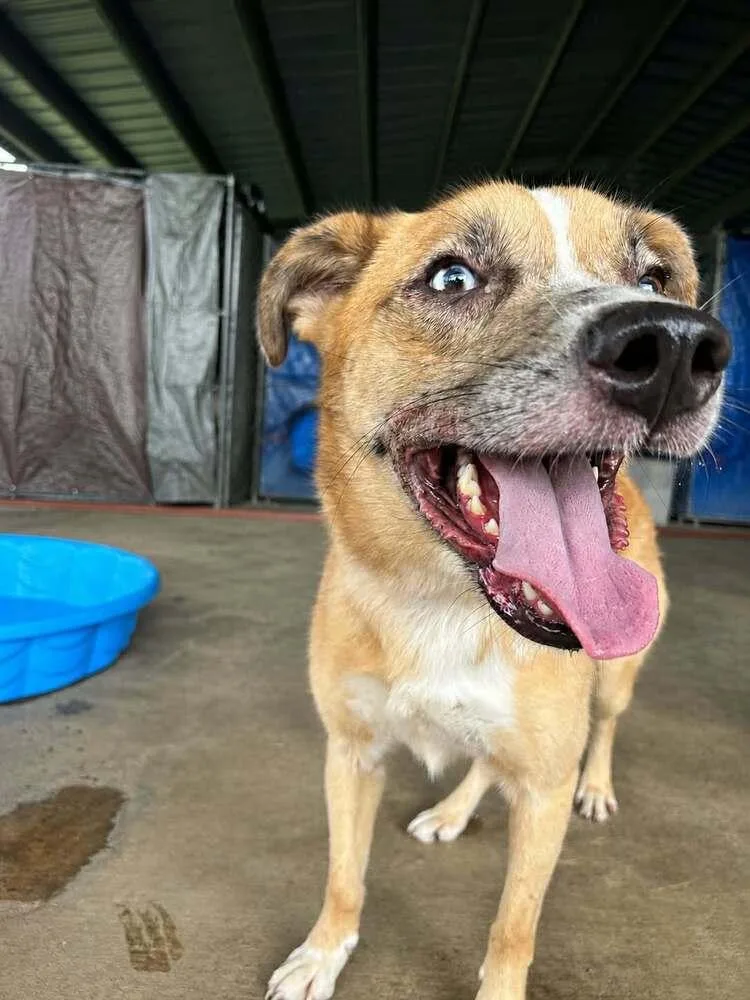 A young small-sized male Tricolor (Brown, Black, & White) Mixed Breed dog named Spot for adoption in Scott, LA