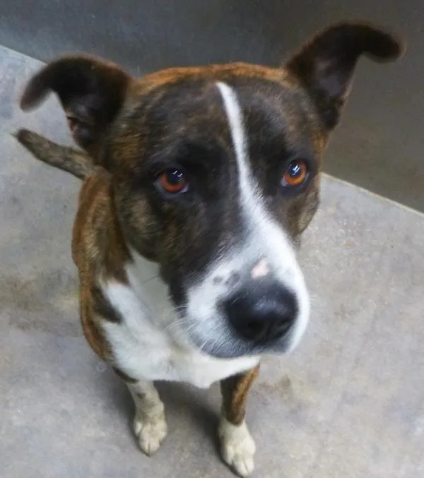 An adult medium-sized male Terrier dog named Ryan for adoption in Lafayette, LA