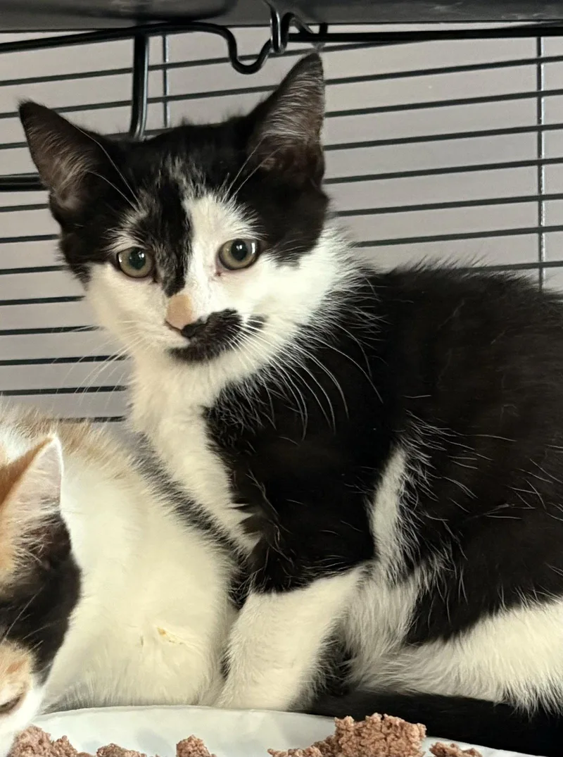 A young medium-sized female Domestic Short Hair cat named Addie for adoption in Trexlertown, PA