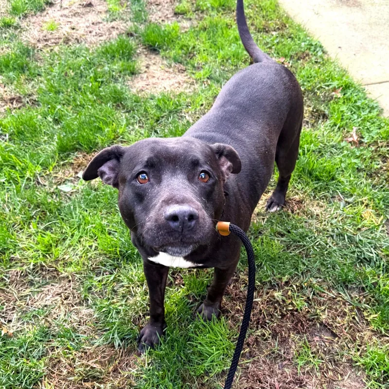 An adult medium-sized female Mixed Breed dog named Kenzie for adoption in Brookhaven, NY