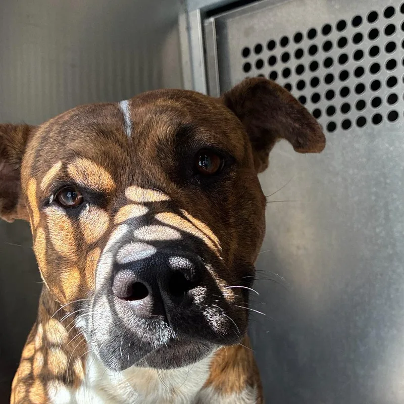 An adult medium-sized male Brindle Pit Bull Terrier dog named Tiger for adoption in Edinburg, TX