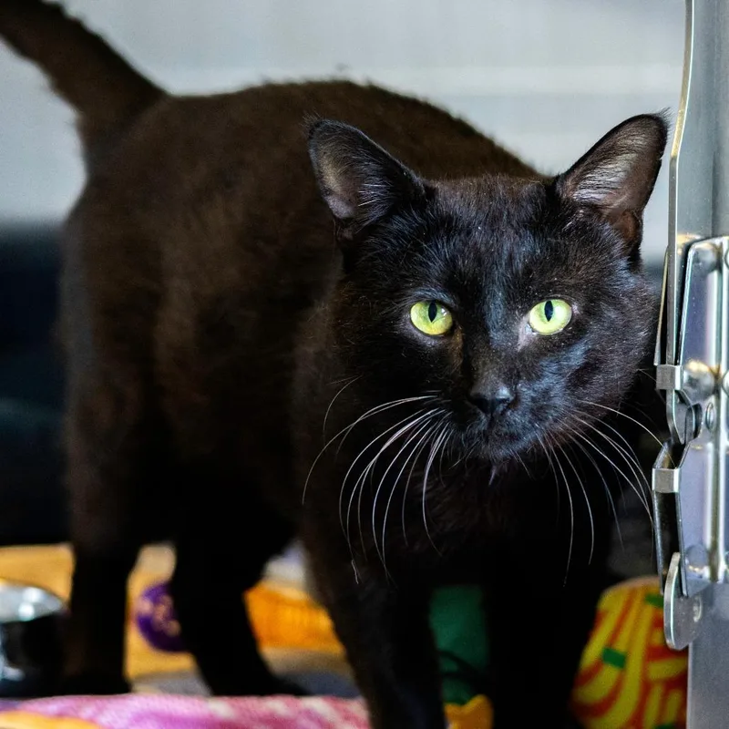 Chipmunk thumbnail 2