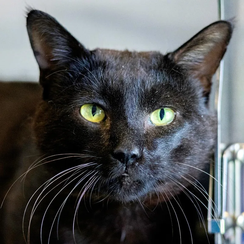 Chipmunk thumbnail 3