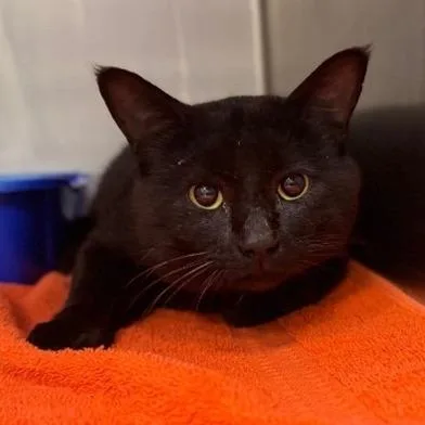 Chipmunk thumbnail 4