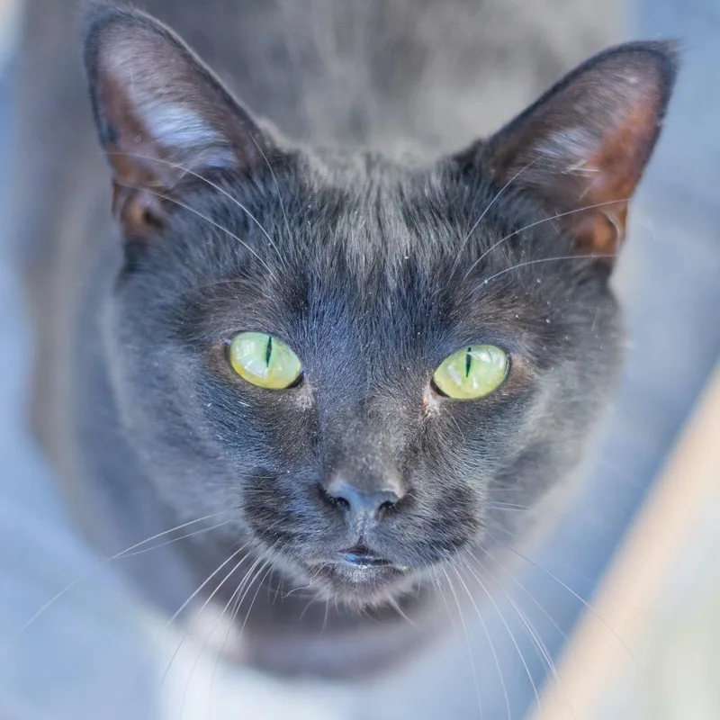 Chipmunk thumbnail 6