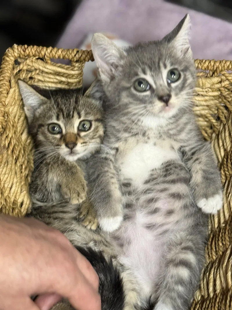 A baby small-sized male Tabby (Gray / Blue / Silver) Tabby cat named Phish and Tuna for adoption in Miami, FL