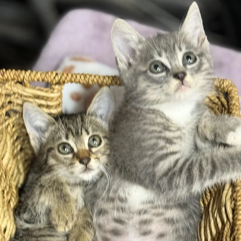 Phish and Tuna thumbnail 5