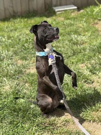A senior medium-sized female Black Mixed Breed dog named Storm for adoption in Lansing, MI