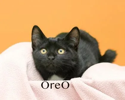 A baby small-sized male Domestic Short Hair cat named Oreo for adoption in Parma, OH