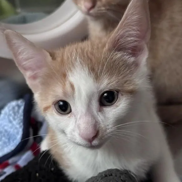 A young medium-sized female Orange & White Domestic Short Hair cat named Luna Moth for adoption in Allegan, MI
