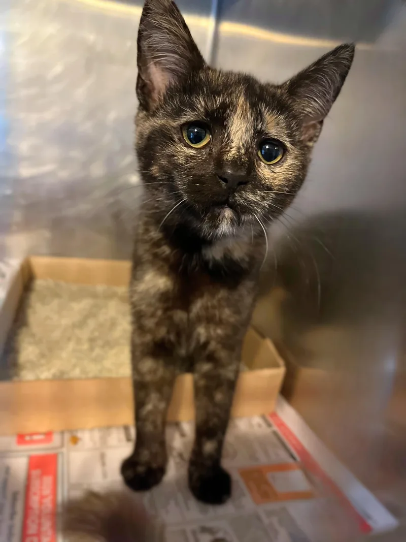 A baby medium-sized female Tortoiseshell Domestic Short Hair cat named Dash for adoption in Seville, OH
