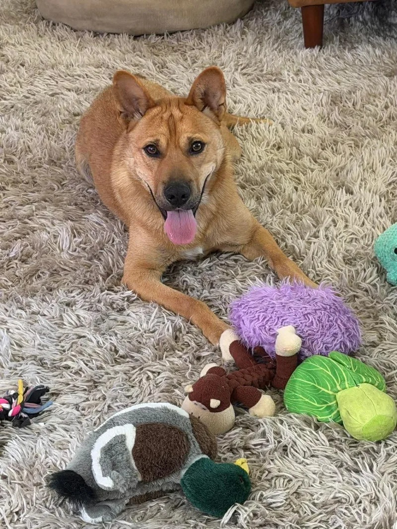 A young medium-sized male Shepherd dog named Buster for adoption in Orange, CA
