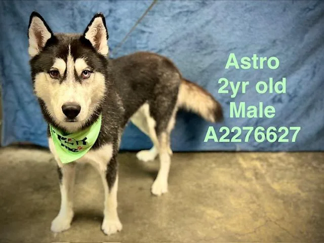 A young medium-sized male Siberian Husky dog named Astro for adoption in Chatsworth, CA