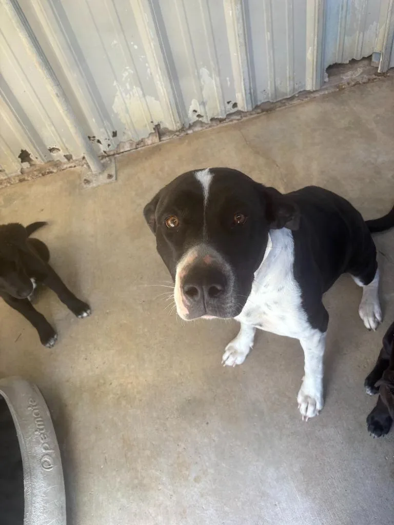 An adult large-sized female Labrador Retriever dog named Hazel for adoption in Brownwood, TX