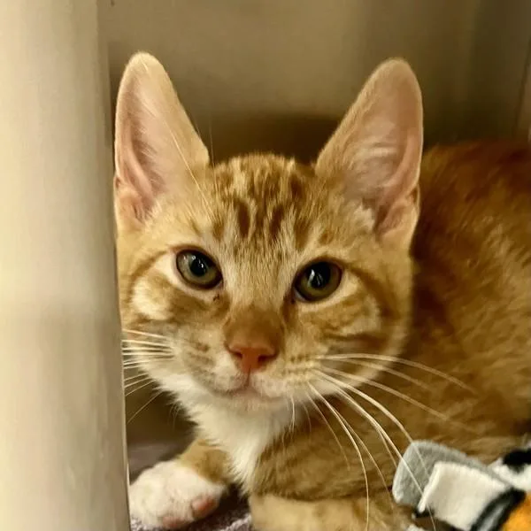 A baby small-sized male Domestic Short Hair cat named The Worm for adoption in Walnut Creek, CA