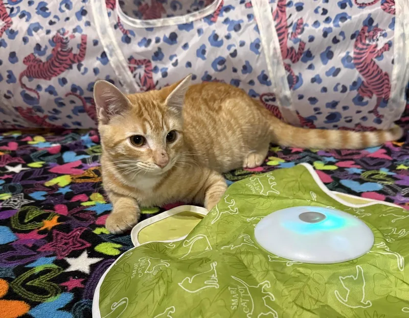 A baby large-sized male Tabby (Orange / Red) Tabby cat named Gritty for adoption in Spring City, PA
