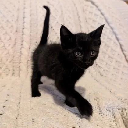 A baby medium-sized male Domestic Short Hair cat named Wheatie for adoption in Savannah, GA