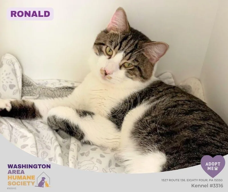 An adult medium-sized male Domestic Medium Hair cat named Ronald for adoption in Eighty Four, PA