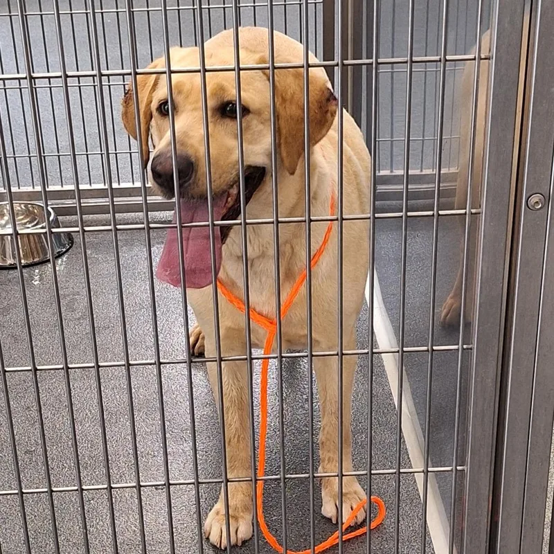 An adult medium-sized female Yellow / Tan / Blond / Fawn Yellow Labrador Retriever dog named Sunkist for adoption in Montgomery, AL