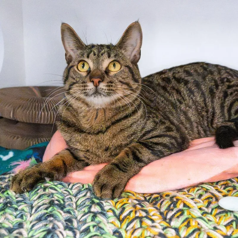 A young medium-sized male Orange / Red American Shorthair cat named Stewart for adoption in South Elgin, IL