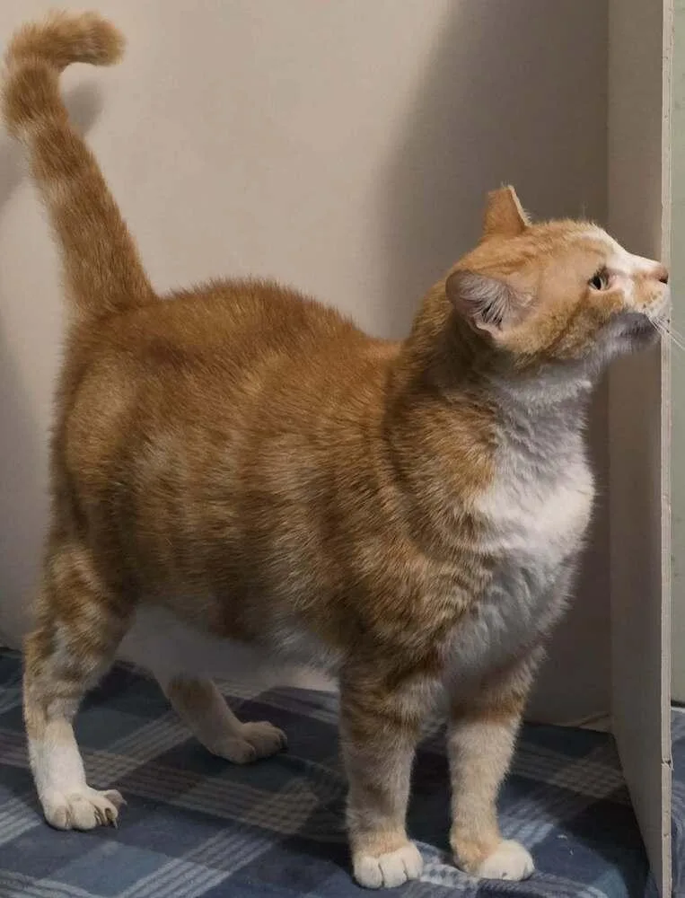 An adult medium-sized female Orange & White Domestic Short Hair cat named Vanessa for adoption in Scott, LA