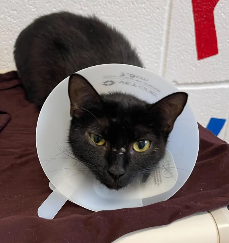 An adult medium-sized female Domestic Short Hair cat named Stella for adoption in Burnsville, NC
