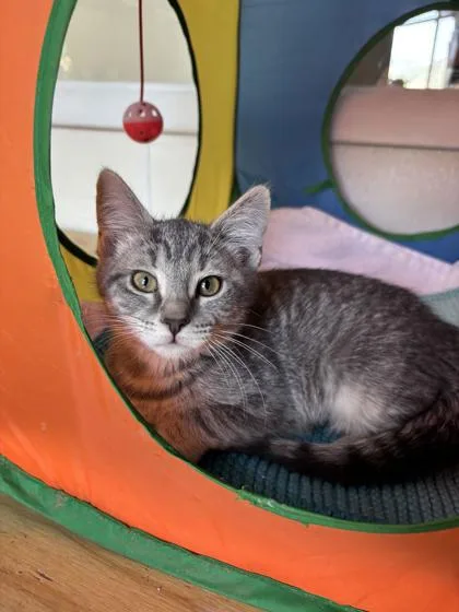 A baby medium-sized female Tabby (Gray / Blue / Silver) Domestic Short Hair cat named Anaphase for adoption in Steamboat Springs, CO
