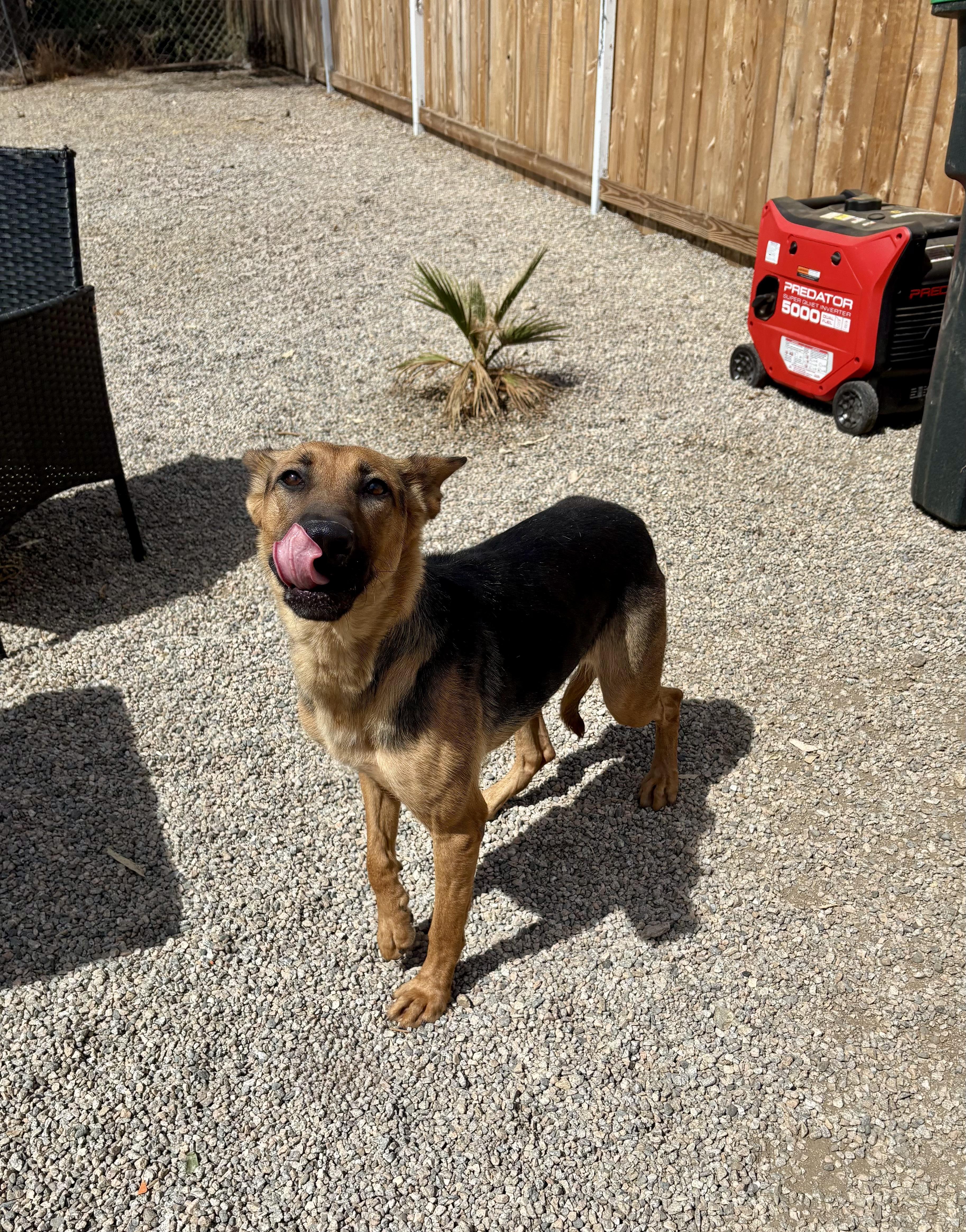 A young medium-sized female Tricolor (Brown, Black, & White) German Shepherd Dog dog named Mona for adoption in Woodland Hills, CA