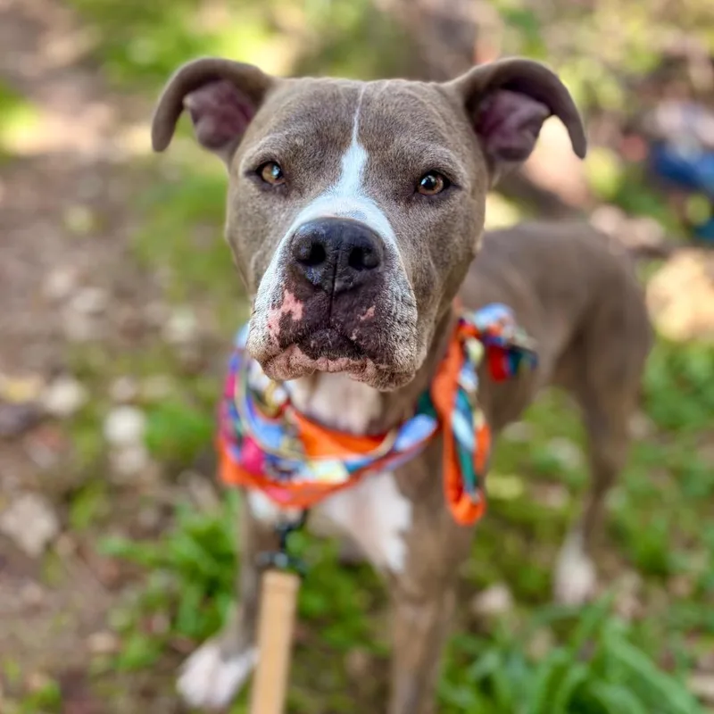 An adult medium-sized female Brindle Pit Bull Terrier dog named Winnow for adoption in Austin, TX