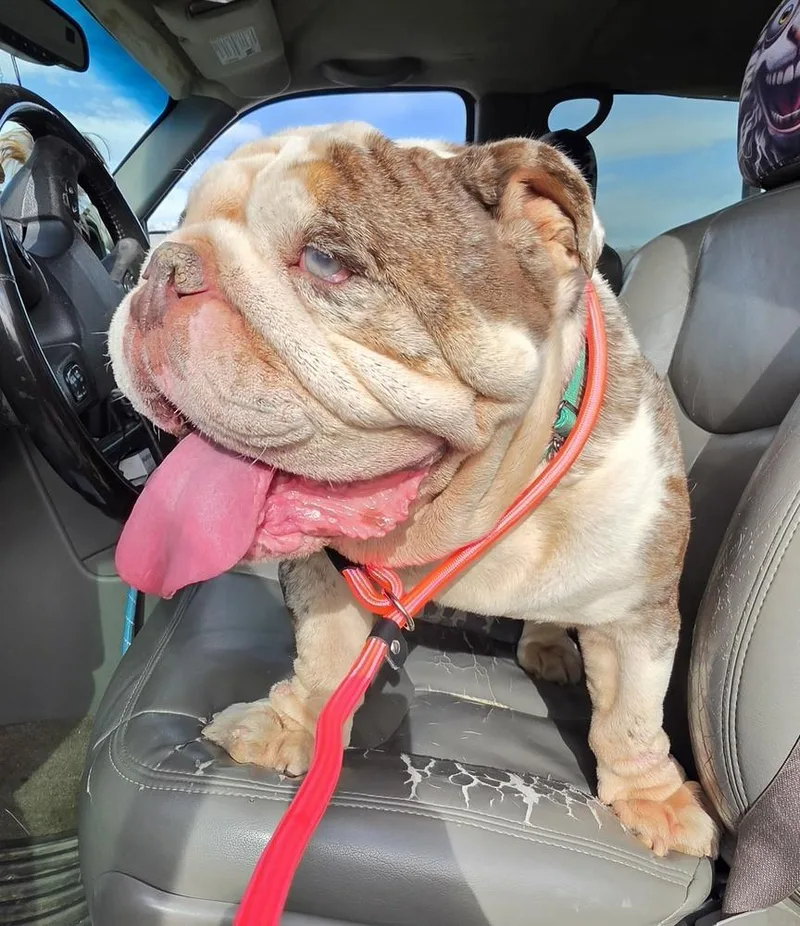 An adult medium-sized male Merle (Blue) English Bulldog dog named Hercules for adoption in Draper, UT