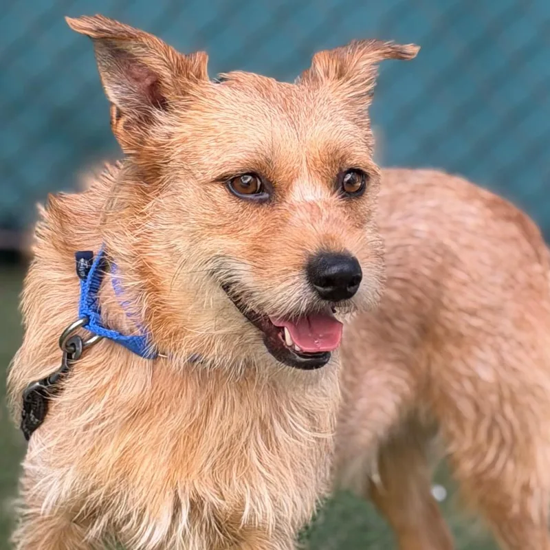 An adult medium-sized male Yellow / Tan / Blond / Fawn Mixed Breed dog named Zay for adoption in Asheville, NC