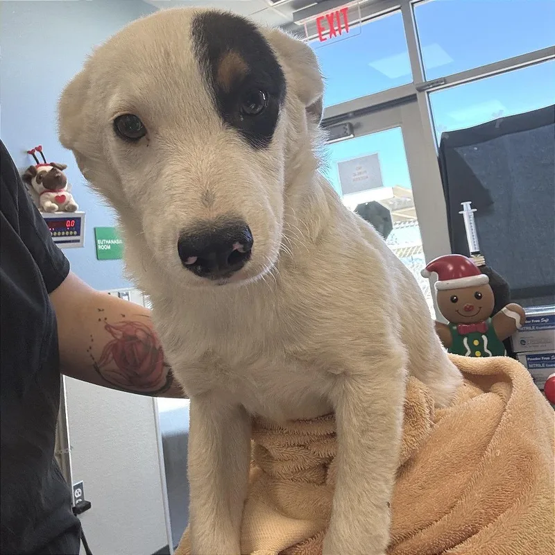 A baby small-sized male White / Cream Mixed Breed dog named Utah for adoption in Las Cruces, NM