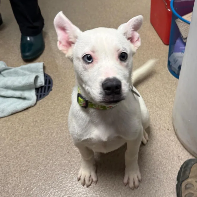 A baby small-sized female White / Cream Cattle Dog dog named Snow White for adoption in Brookfield, WI