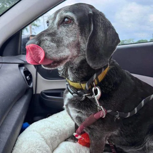A senior medium-sized female Black Beagle dog named Lucille for adoption in Kent, WA