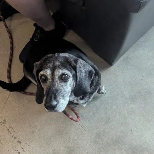 Lucille thumbnail 3