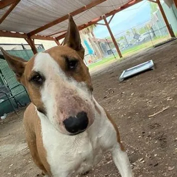 An adult medium-sized female Bull Terrier dog named Raven for adoption in Palm Desert, CA