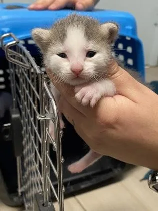 A baby small-sized female Domestic Short Hair cat named Macaroon for adoption in Daytona Beach, FL