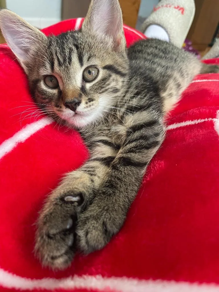 A baby medium-sized male Domestic Short Hair cat named Racer for adoption in Youngsville, NC